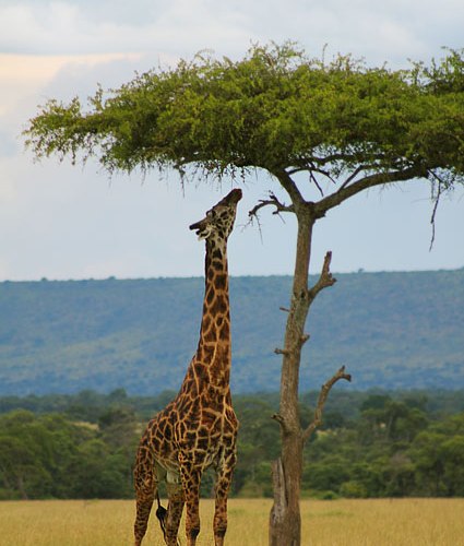 Une girafe, mangeant à un arbre. (Kenya)