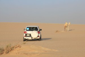 Un dromadaire albinos, au Qatar.