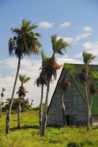 Un séchoir à tabac, dans la région de Pinar del Rio. (Cuba)