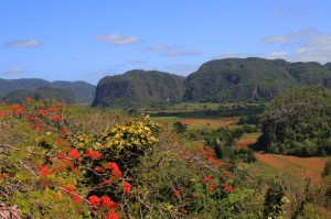 Les "mogotes" dans la vallée de Vinales. (Cuba)