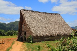 Séchoir à tabac, dans la campagne de Pinar del Rio. (Cuba)