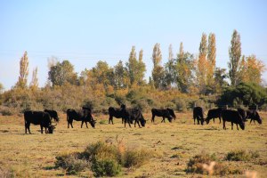 Taureaux, dans la campagne camarguaise. (France)