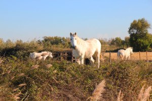 Des chevaux, dans la campagne de Camargue. (Provence)