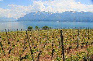 Dans un vignoble du Lavaux, sur le bord du lac Léman. (Suisse)