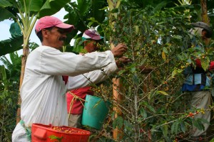 Des cueilleurs de café en pleine récolte, en Colombie.