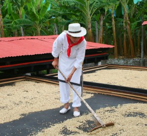 Démonstration des différentes étapes du café, en Colombie