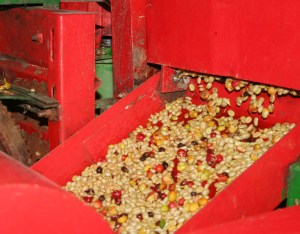 Séchage des grains de café, en Colombie.