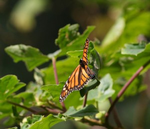 De magnifiques papillons monarques, dans le Sanctuaire del Rosario