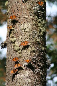 Les monarques viennent se réfugier dans les forêts fraîches de la Sierra Madre.