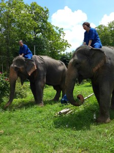 Promenade au Elephant Conservation Center