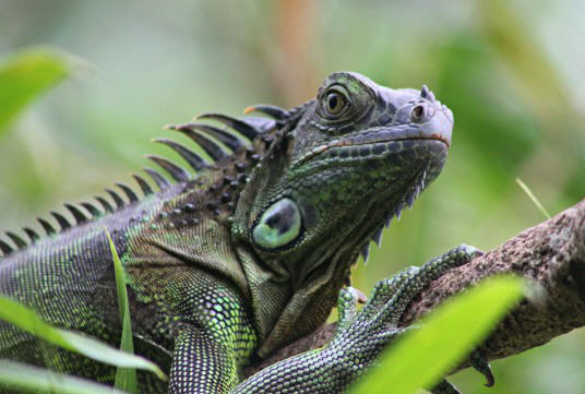 Une iguane, au Costa Rica