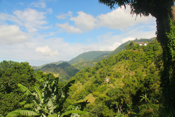 Blue Mountains, en Jamaïque.