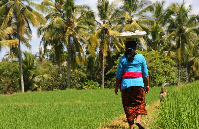 Dans les rizières de Ubud.