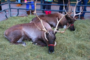 Animation des fêtes sur la rue Church