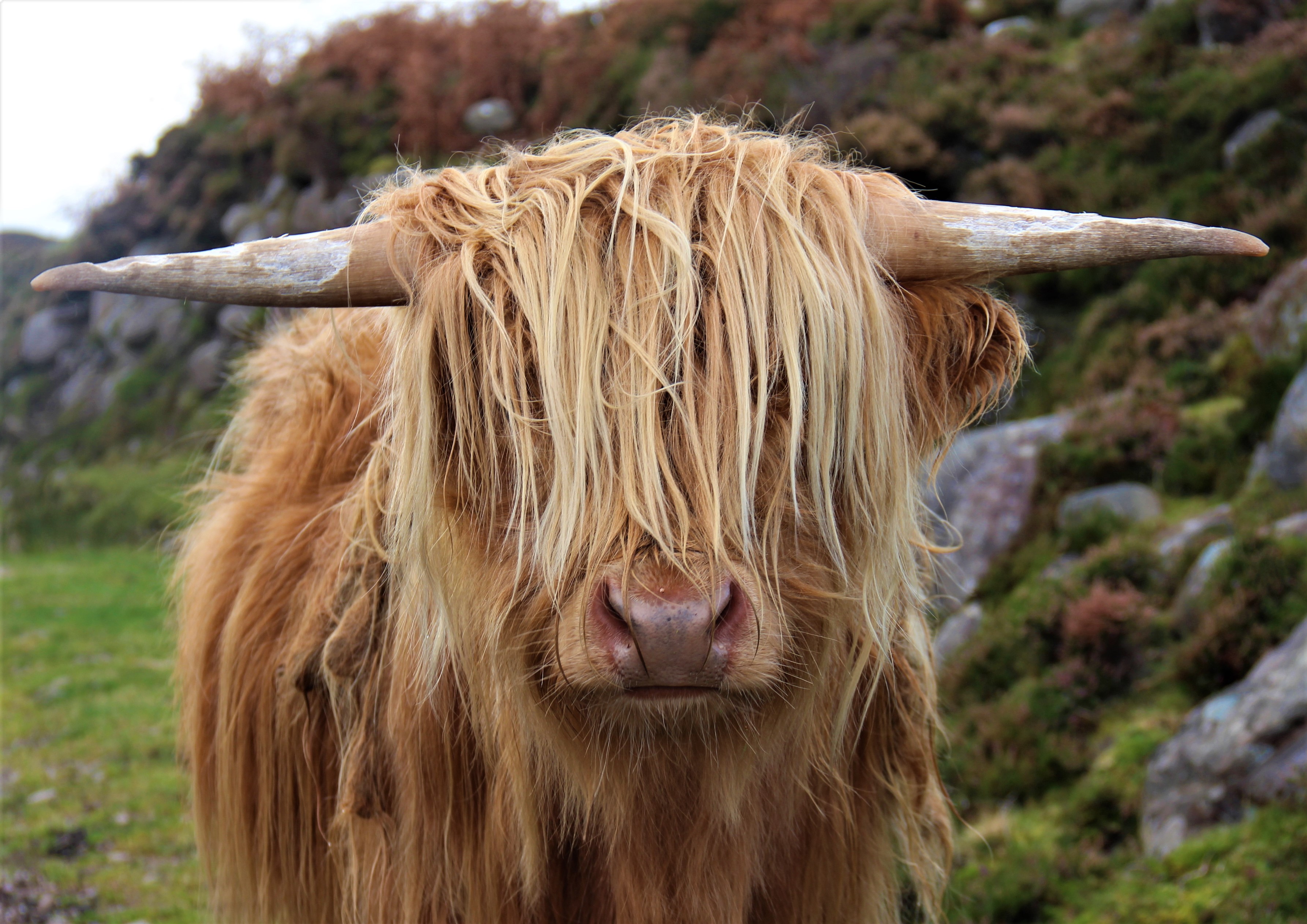 vaches des Highlands, sur la route, en Écosse.