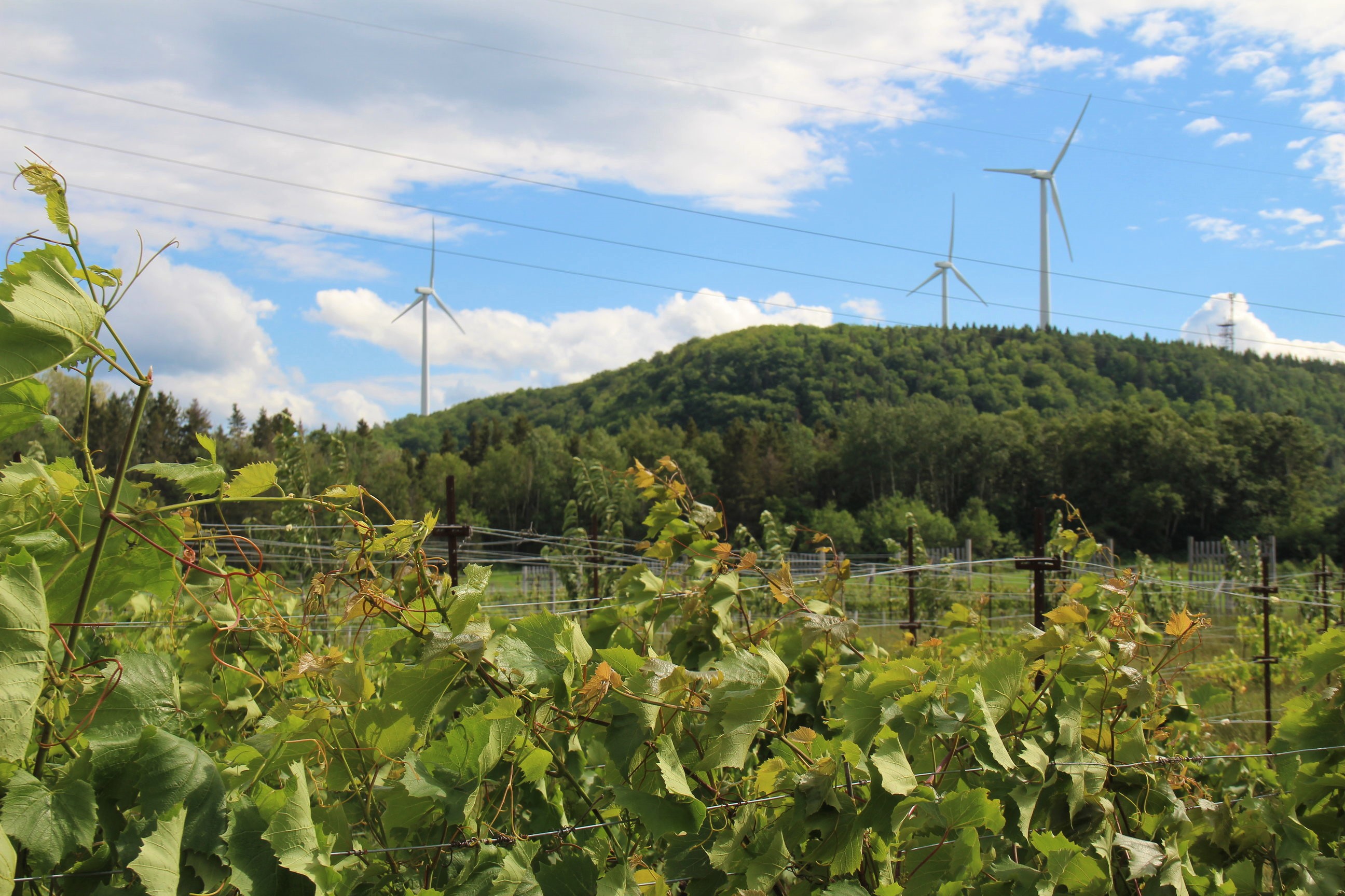 Le vignoble Carpintieri