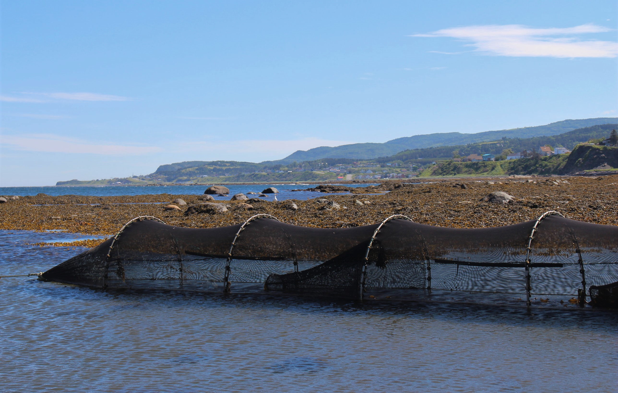 Filets installés par Exploramer, en Gaspésie