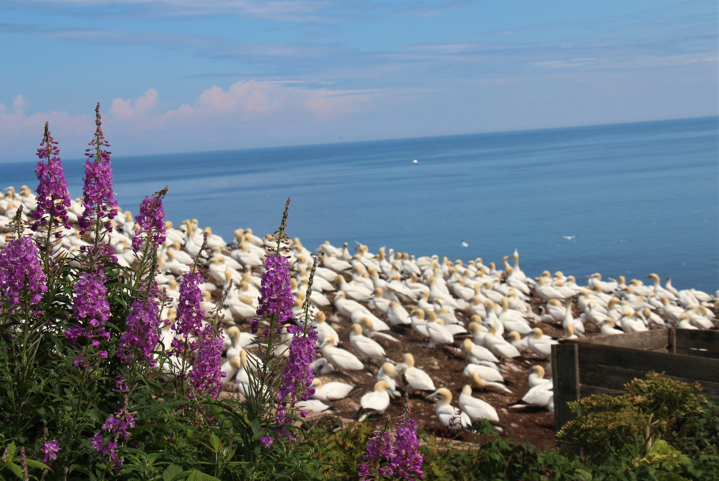 Ile Bonaventure, en face de Percé