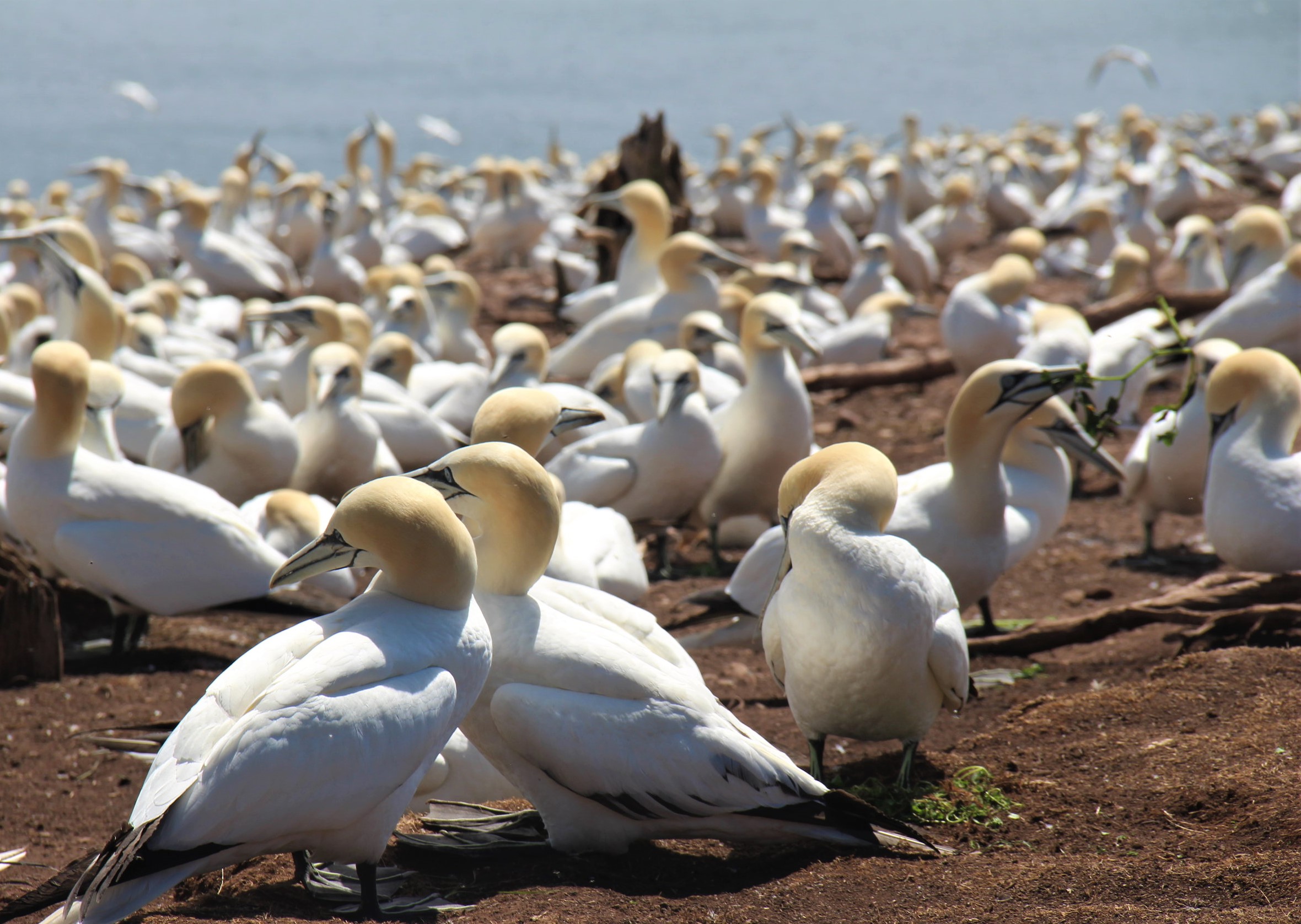 Colonie de fous de Bassan, à l'île Bonaventure