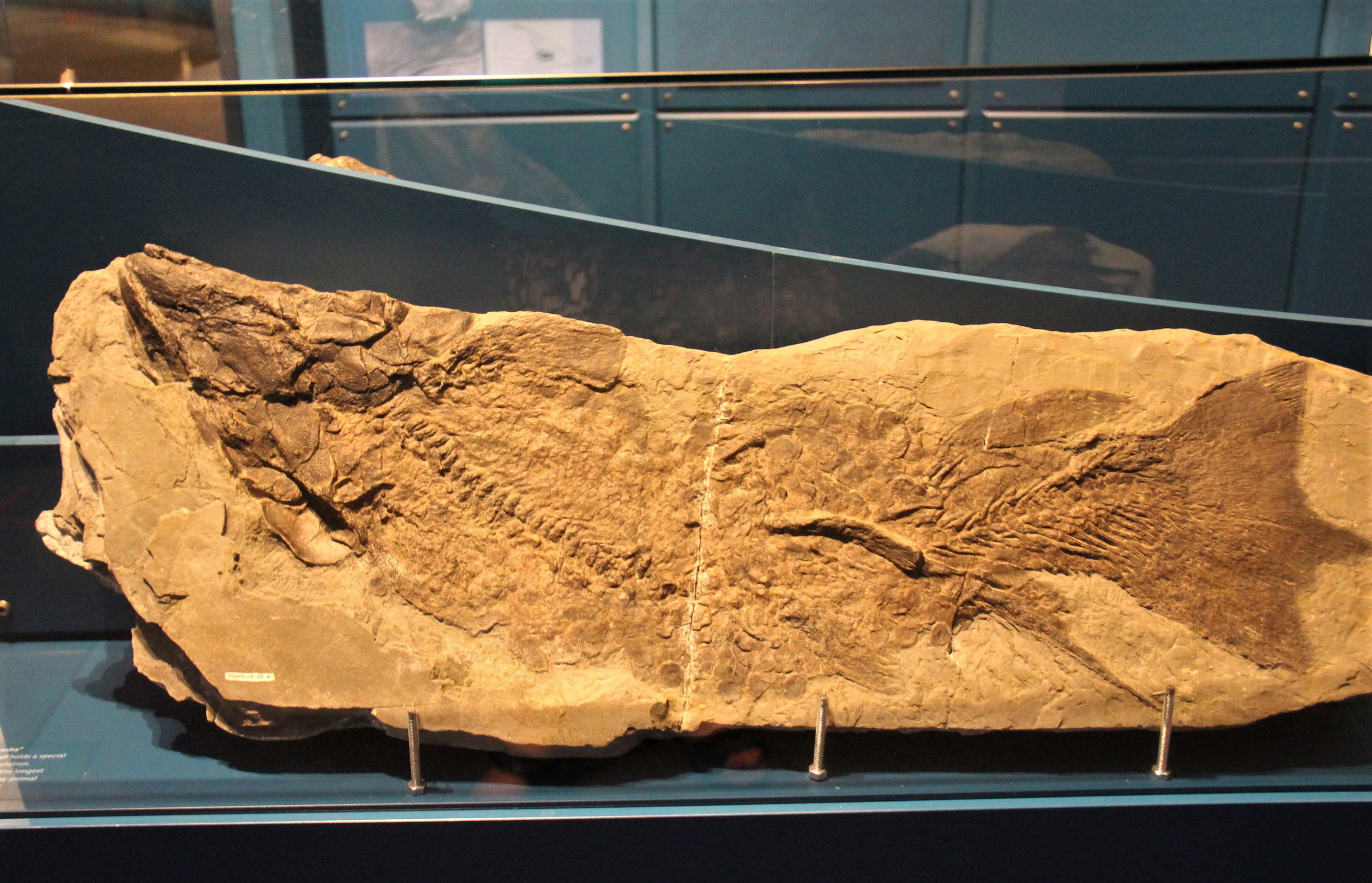 Parc de Miguasha et ses fossiles, Gaspésie