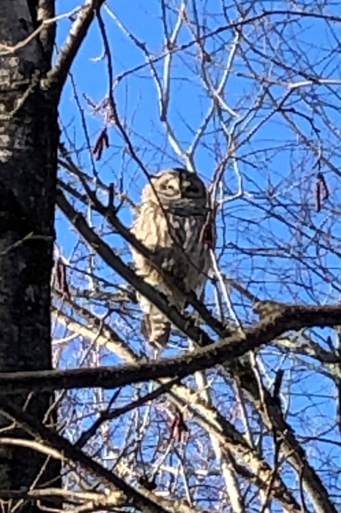Chouette au Marais de la Rivière aux Cerises