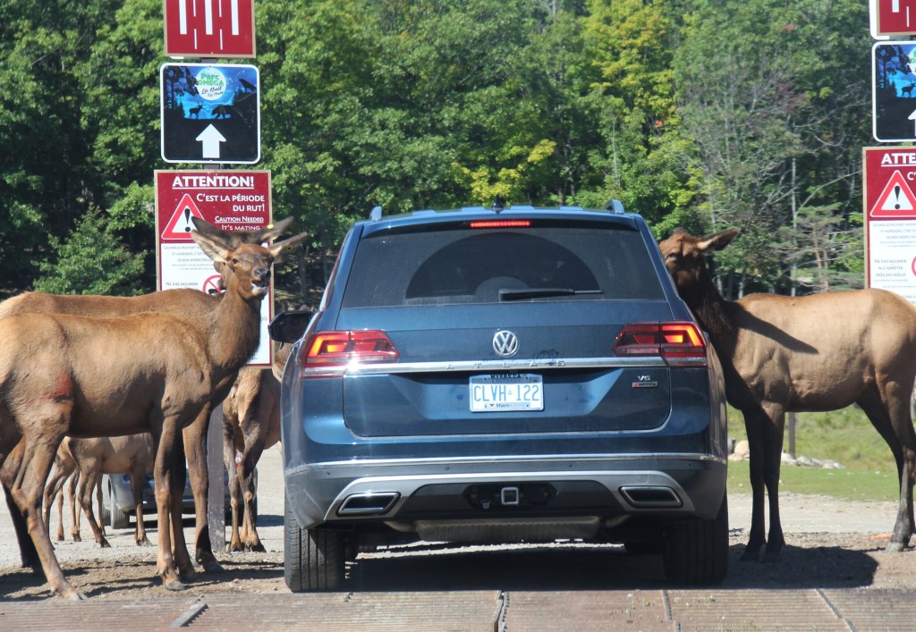 Les cervidés adorent la la visite, au Parc Oméga