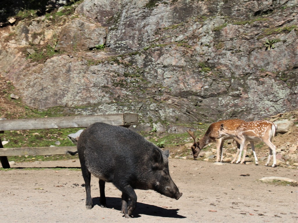 Le Parc Oméga compte plusieurs espèces
