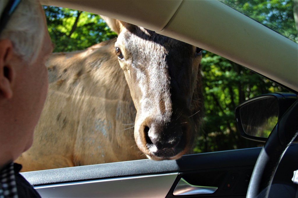 Plusieurs cervidés n'hésitent pas à passer la tête dans la voiture