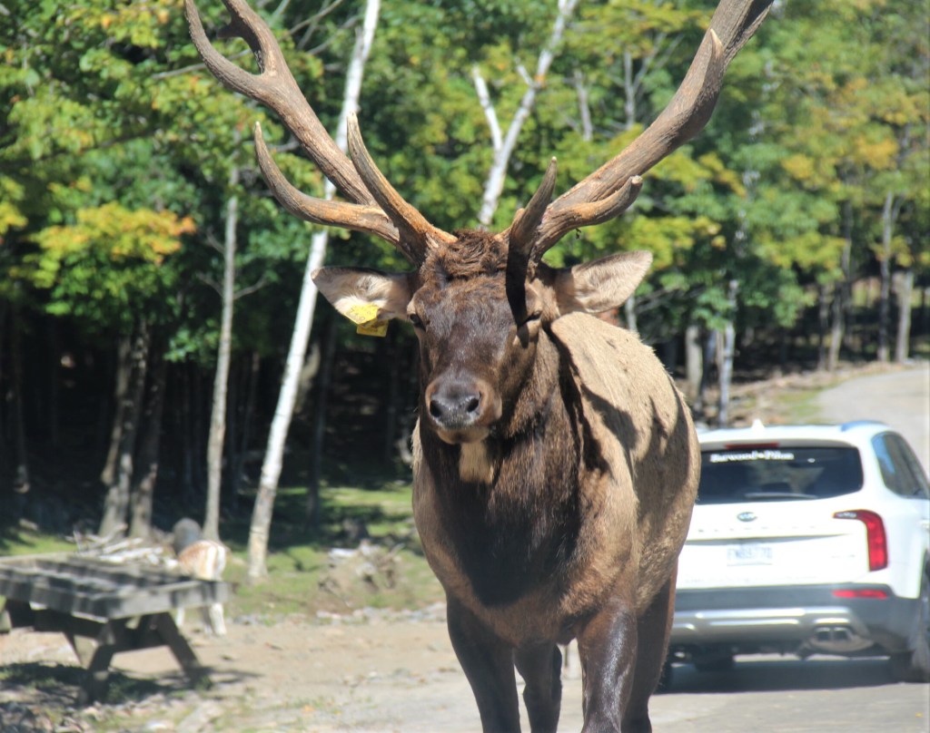 Certains pensionnaires du parc Oméga sont impressionnants à voir !