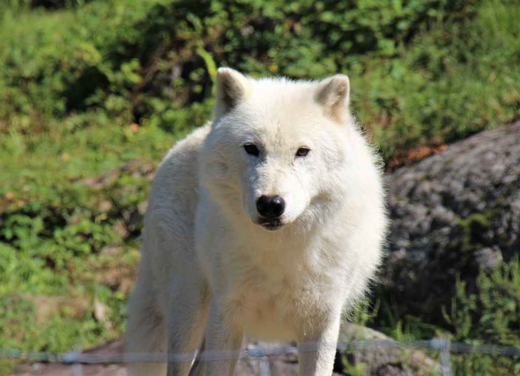 Loup blanc, au Parc Oméga, en Outaouais