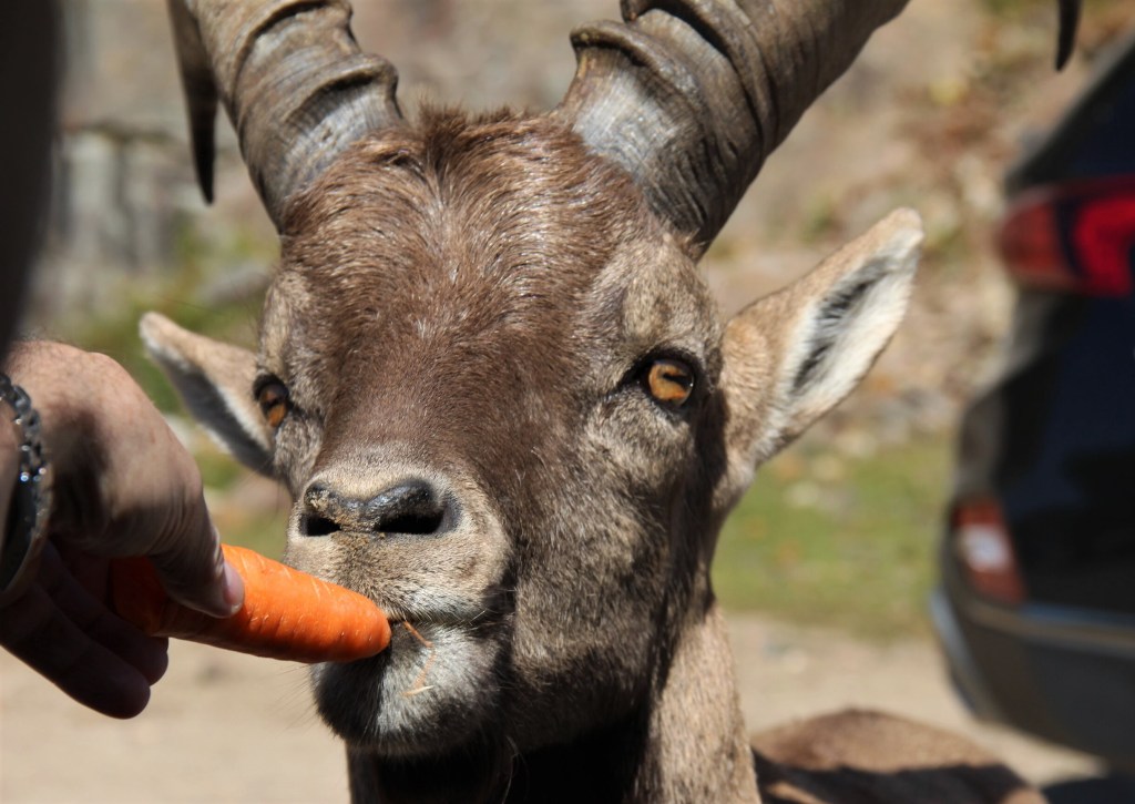 Chèvre des montagnes se laissant nourrir