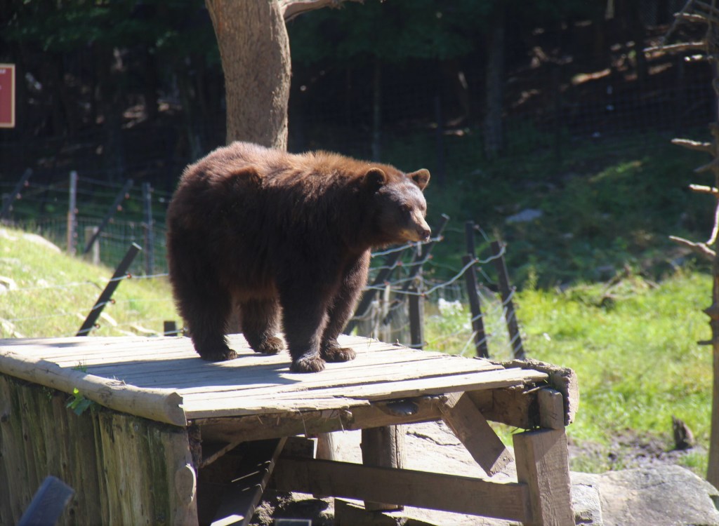 Ours brun au Parc Oméga, en Outaouais