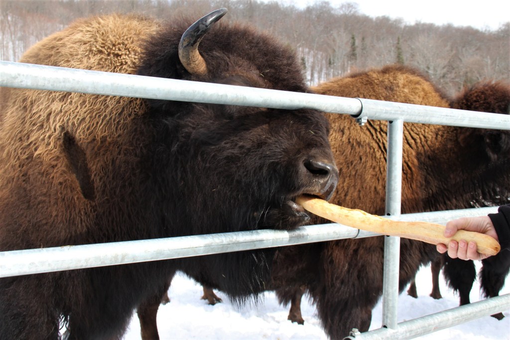 Les bisons de Kanatha-Aki sont de vrais gloutons,