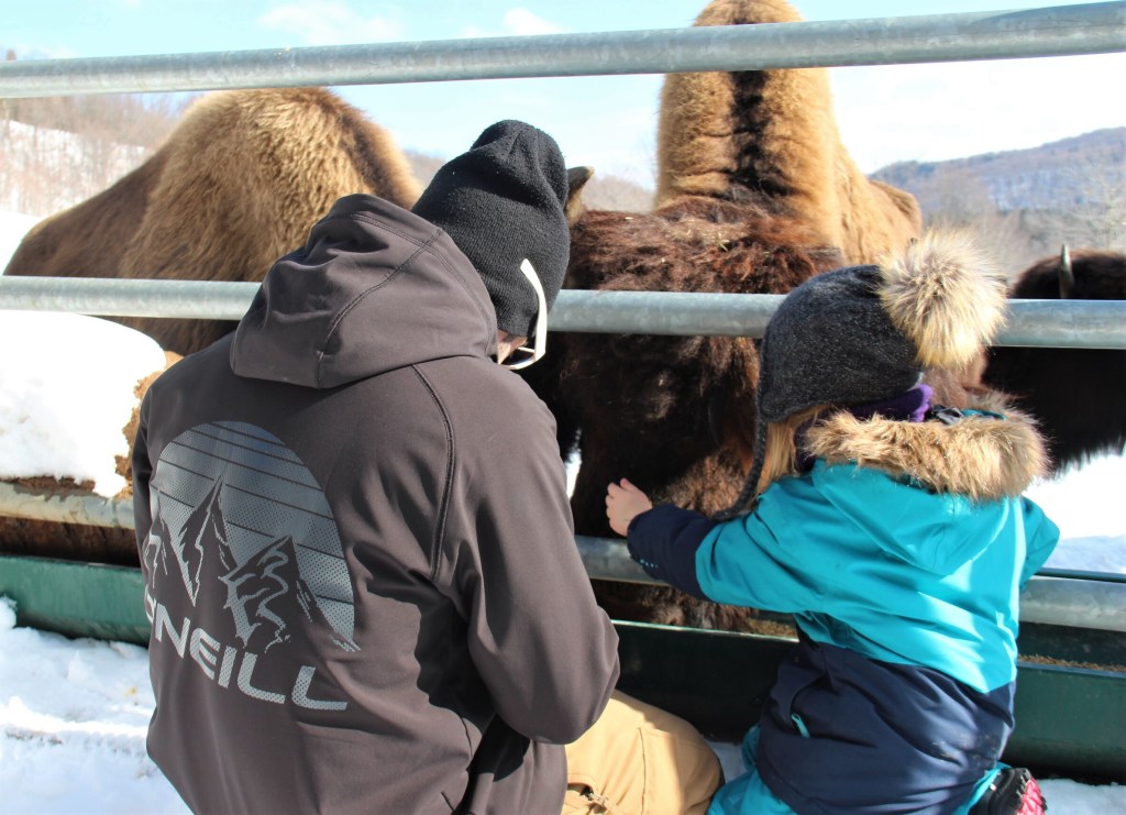 Le doyen des bisons se laisse flatter