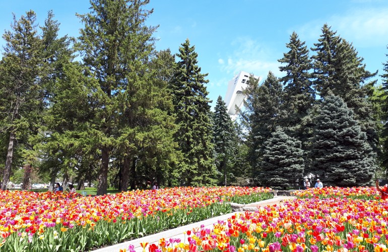 Tulipes au Jardin botanique de Montréal, avec stade Olympique