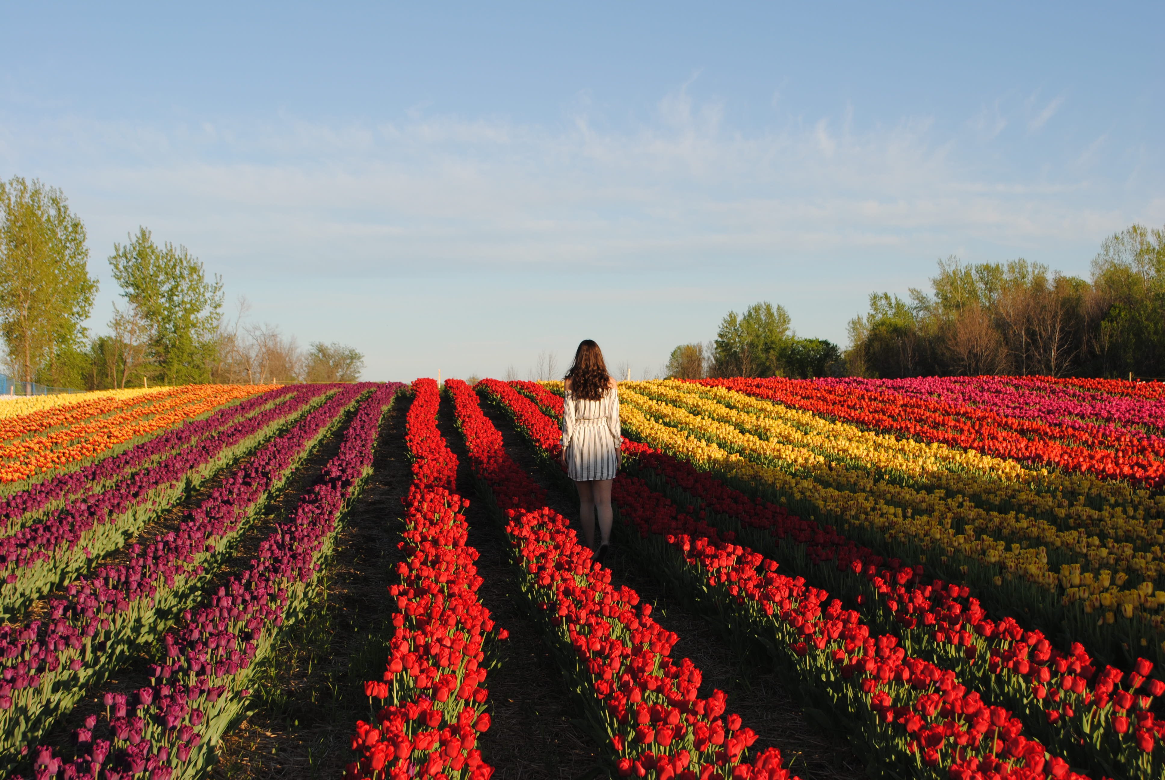 Fille dans champs de tulipes.ca à Laval