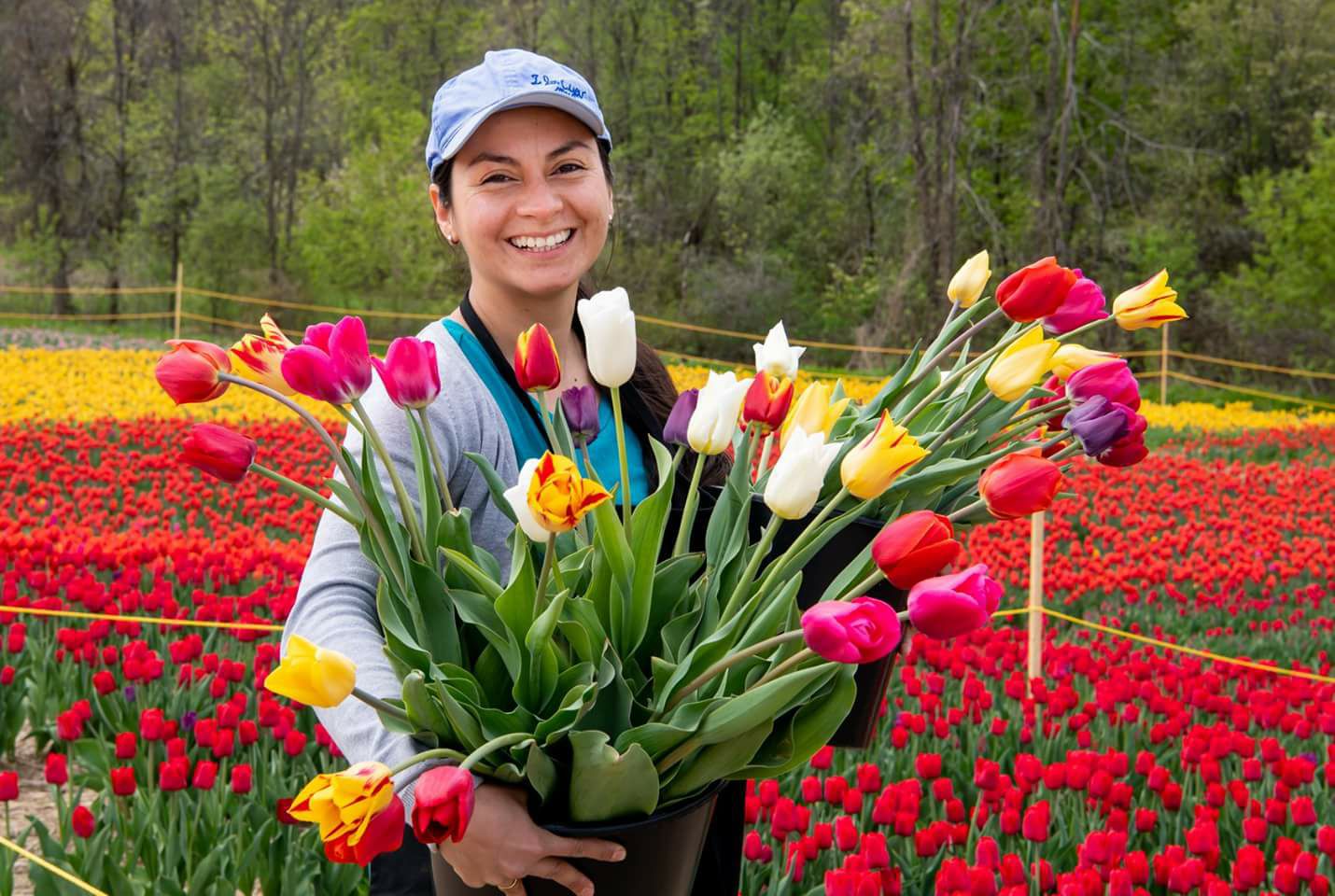 Autocueillette de tulipes, à Laval