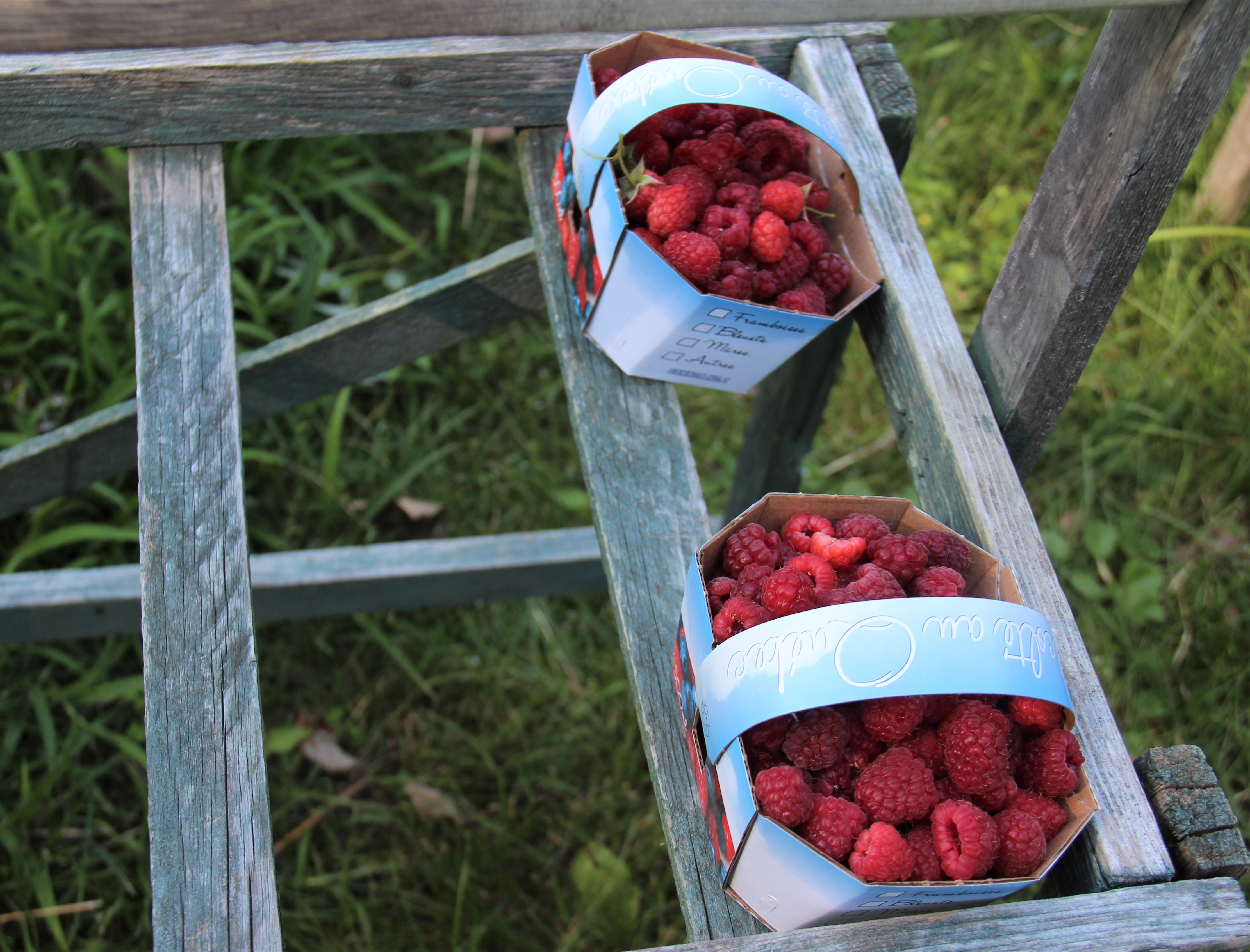 Auto-cueillette de framboises à la Marmite du Terroir
