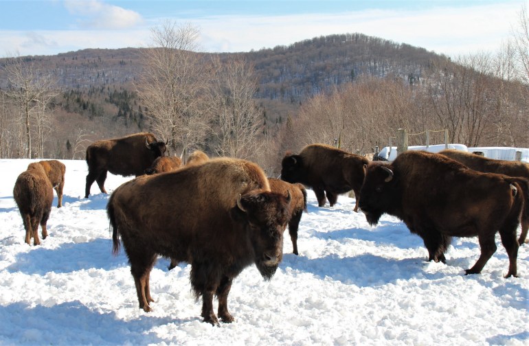 Superbe cheptel de bisons au Domaine Kanata-Aki