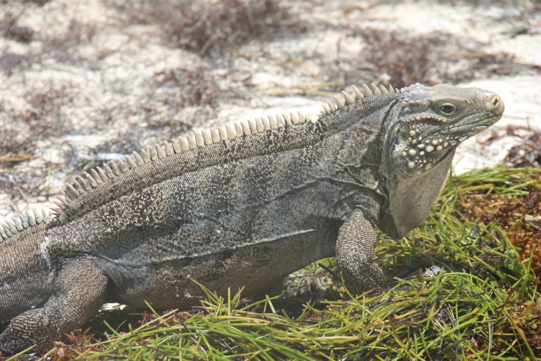 Iguane, à Cayo Largo del Sur.