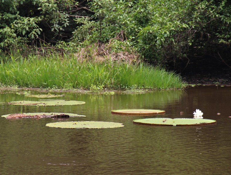Nénuphars géants, Colombie